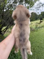 Chloe, a female Miniature Dachshund for sale in Atlanta, GA – 4 of 7