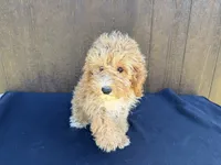 Arizona, a female Cavapoo for sale in Atlanta, GA – 4 of 6