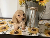 Hunter, a male Miniature Dachshund for sale in Atlanta, GA – 2 of 6
