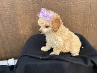 Chloe, a female Poodle - Toy  for sale in Atlanta, GA – 2 of 4