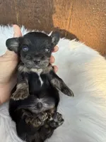 Saywer, a male Miniature Dachshund for sale in Atlanta, GA – 3 of 5