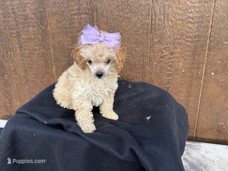 Chloe – Poodle - Toy  puppy for sale in Atlanta, GA