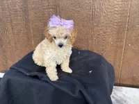 Chloe, a female Poodle - Toy  for sale in Atlanta, GA – 1 of 4