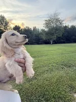 Kreed, a male Miniature Dachshund for sale in Atlanta, GA – 3 of 5