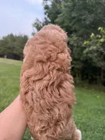 Caroline, a female Cavapoo for sale in Atlanta, GA – 3 of 4