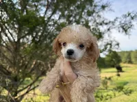 Remii, a male Poodle - Toy  for sale in Atlanta, GA – 2 of 5