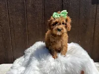 Fiona, a female Cavapoo for sale in Atlanta, GA – 4 of 4