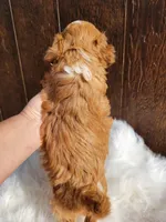 Saywer, a male Cavapoo for sale in Atlanta, GA – Photo 4 of 4