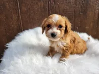 Saywer, a male Cavapoo for sale in Atlanta, GA – Photo 3 of 4