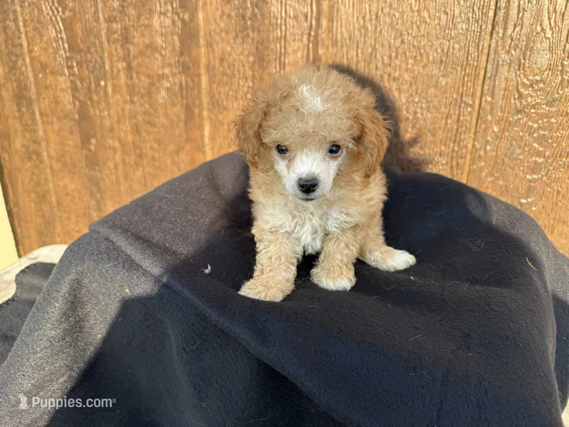 Remii – Poodle - Toy  puppy for sale in Atlanta, GA