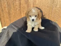 Remii, a male Poodle - Toy  for sale in Atlanta, GA – 1 of 5