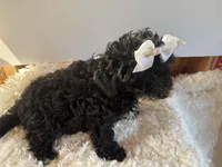 Chloe, a female Cavapoo for sale in Atlanta, GA – 3 of 5