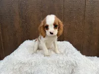 Maverick , a male Cavalier King Charles Spaniel for sale in Atlanta, GA – 5 of 5