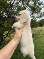 Francesca, a female Miniature Dachshund for sale in Atlanta, GA – 3 of 7