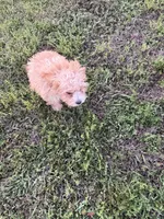 Buddy, a male Cavapoo for sale in Atlanta, GA – 4 of 4