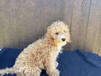 Arizona, a female Cavapoo for sale in Atlanta, GA – 2 of 6