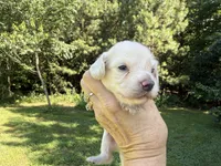 Poppy, a female Miniature Dachshund for sale in Atlanta, GA – 2 of 3
