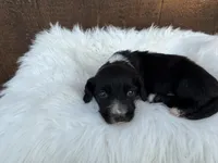 Diesel, a male Miniature Dachshund for sale in Atlanta, GA – 4 of 5