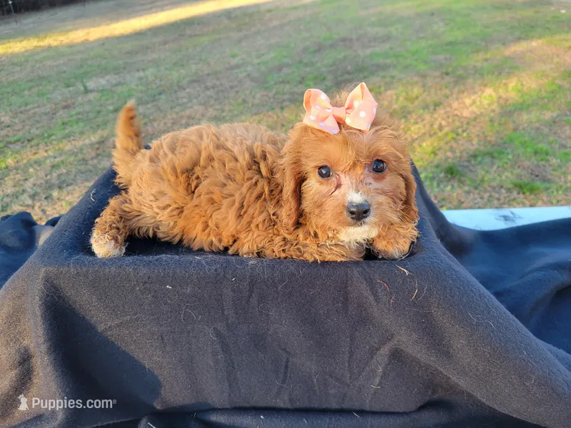 Ella, a female Cavapoo for sale in Atlanta, GA – Photo 1 of 1