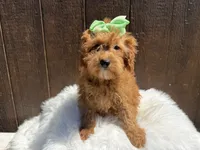 Fiona, a female Cavapoo for sale in Atlanta, GA – 3 of 4