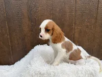 Ruger, a male Cavalier King Charles Spaniel for sale in Atlanta, GA – 4 of 6