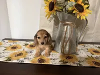 Chloe, a female Miniature Dachshund for sale in Atlanta, GA – 6 of 7