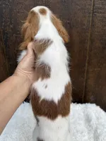 Ruger, a male Cavalier King Charles Spaniel for sale in Atlanta, GA – 6 of 6