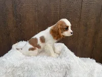 Maverick , a male Cavalier King Charles Spaniel for sale in Atlanta, GA – 3 of 5