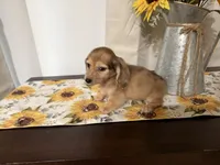 Chloe, a female Miniature Dachshund for sale in Atlanta, GA – 7 of 7