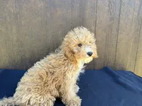 Arizona, a female Cavapoo for sale in Atlanta, GA – 5 of 6
