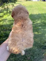 Remii, a male Poodle - Toy  for sale in Atlanta, GA – 3 of 5
