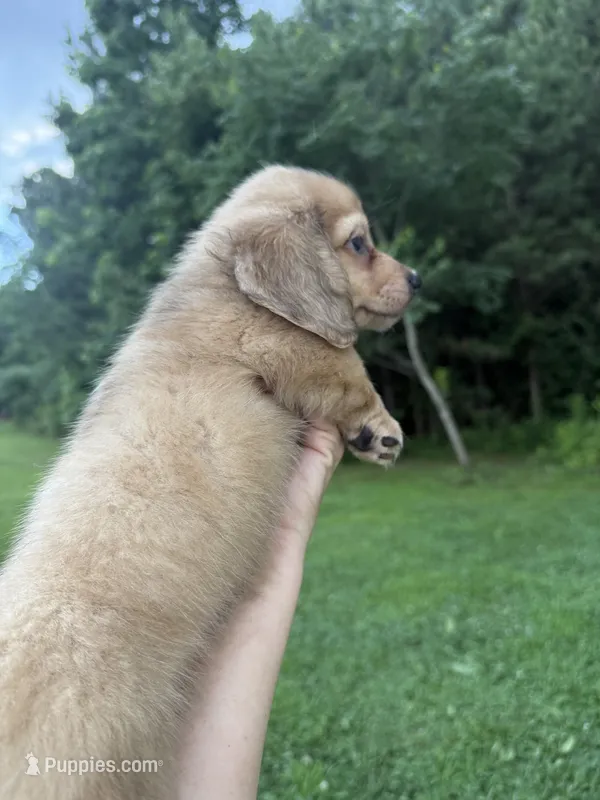 Stetson – Miniature Dachshund puppy for sale in Atlanta, GA
