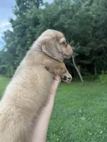 Stetson, a male Miniature Dachshund for sale in Atlanta, GA – 1 of 4
