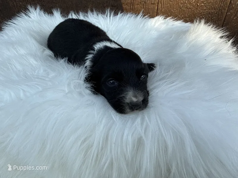 Diesel – Miniature Dachshund puppy for sale in Atlanta, GA