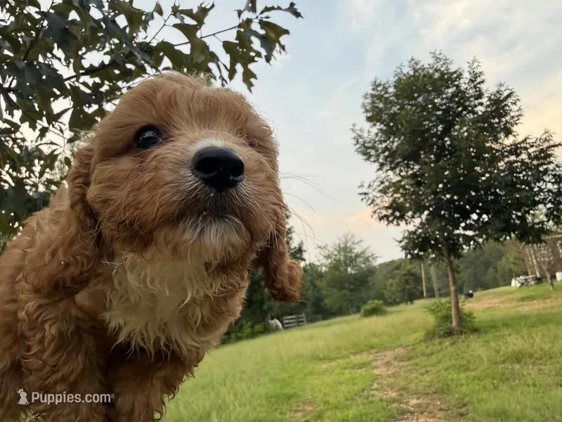 Caroline – Cavapoo puppy for sale in Atlanta, GA