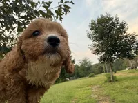 Caroline, a female Cavapoo for sale in Atlanta, GA – 1 of 4