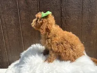 Fiona, a female Cavapoo for sale in Atlanta, GA – 2 of 4