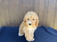 Arizona, a female Cavapoo for sale in Atlanta, GA – 6 of 6
