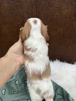 Ryker, a male Cavalier King Charles Spaniel for sale in Atlanta, GA – 2 of 5