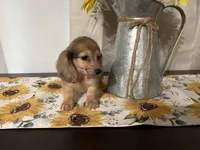 Chloe, a female Miniature Dachshund for sale in Atlanta, GA – 2 of 7