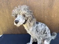 Phoenix, a male Poodle - Miniature  for sale in Atlanta, GA – 2 of 5
