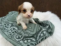 Ryker, a male Cavalier King Charles Spaniel for sale in Atlanta, GA – 5 of 5