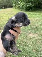 Dudley, a male Miniature Dachshund for sale in Atlanta, GA – 3 of 4