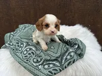Ryker, a male Cavalier King Charles Spaniel for sale in Atlanta, GA – 3 of 5