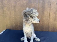 Phoenix, a male Poodle - Miniature  for sale in Atlanta, GA – 5 of 5