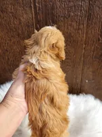 Gunner, a male Cavapoo for sale in Atlanta, GA – Photo 3 of 3