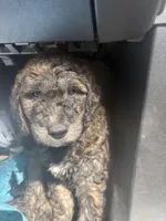 Kush, a male Goldendoodle for sale in Huntsville, AL – 1 of 5