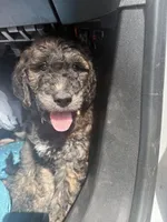 Kush, a male Goldendoodle for sale in Huntsville, AL – 3 of 5