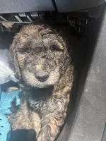 Kush, a male Goldendoodle for sale in Huntsville, AL – 2 of 5