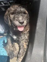 Kush, a male Goldendoodle for sale in Huntsville, AL – 4 of 5